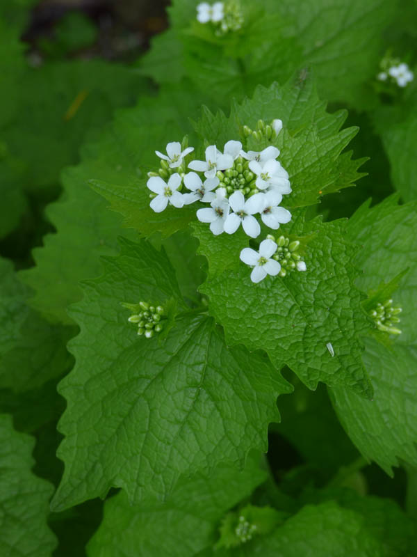 Alliaria petiolata
